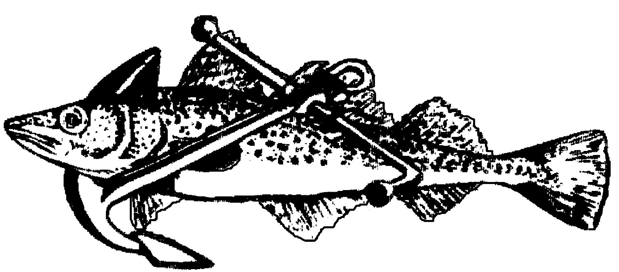 HSV de Honte